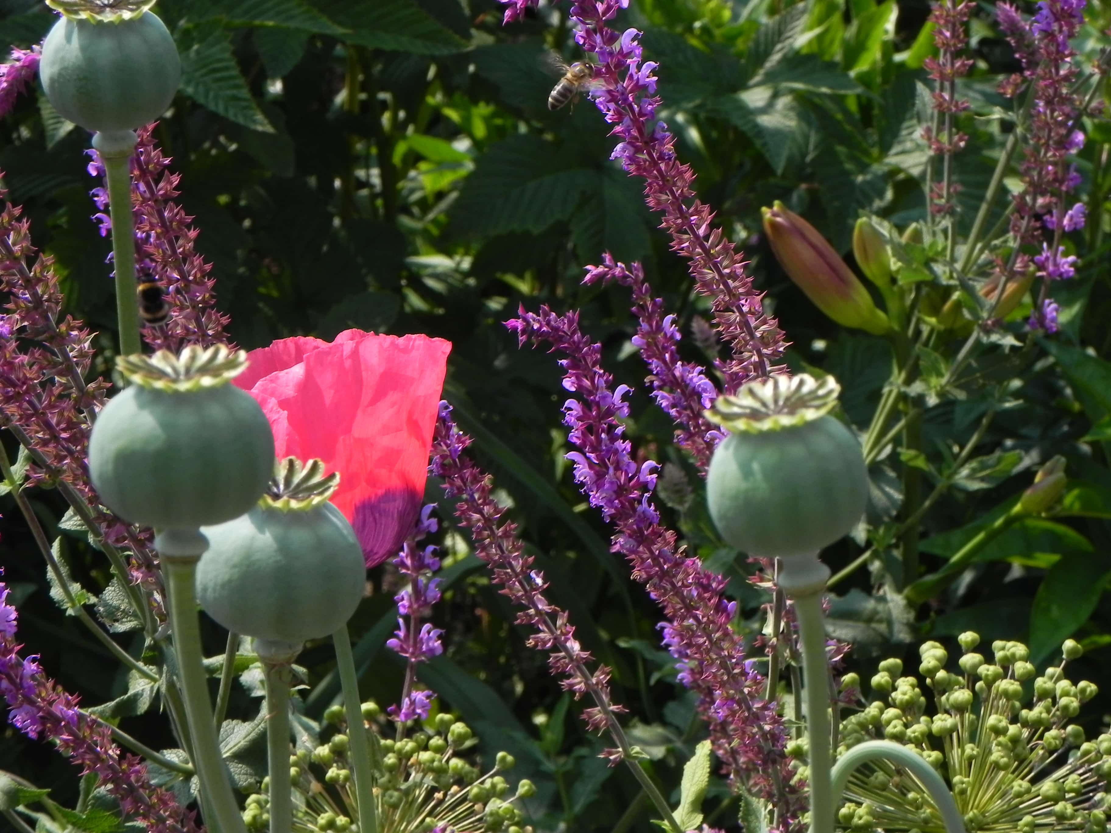 Combinatie van papaverbollen, Salvia's en uitgebloeide sieruien