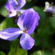 maarts viooltje als symbool voor tuinonderhoud in de maand maart