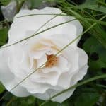Bloem van de witte, geurende Rosa 'Margareth Merril'