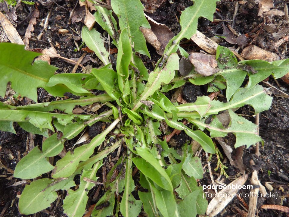 Onkruid in je tuin herkennen Oxalis tuinontwerp