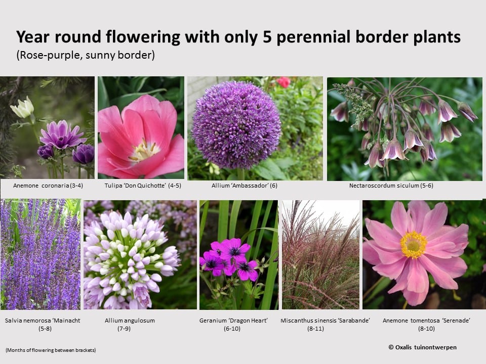 Waarnemen Boven hoofd en schouder Durf Jaarrond mooie border met 5 soorten planten | Oxalis tuinontwerp